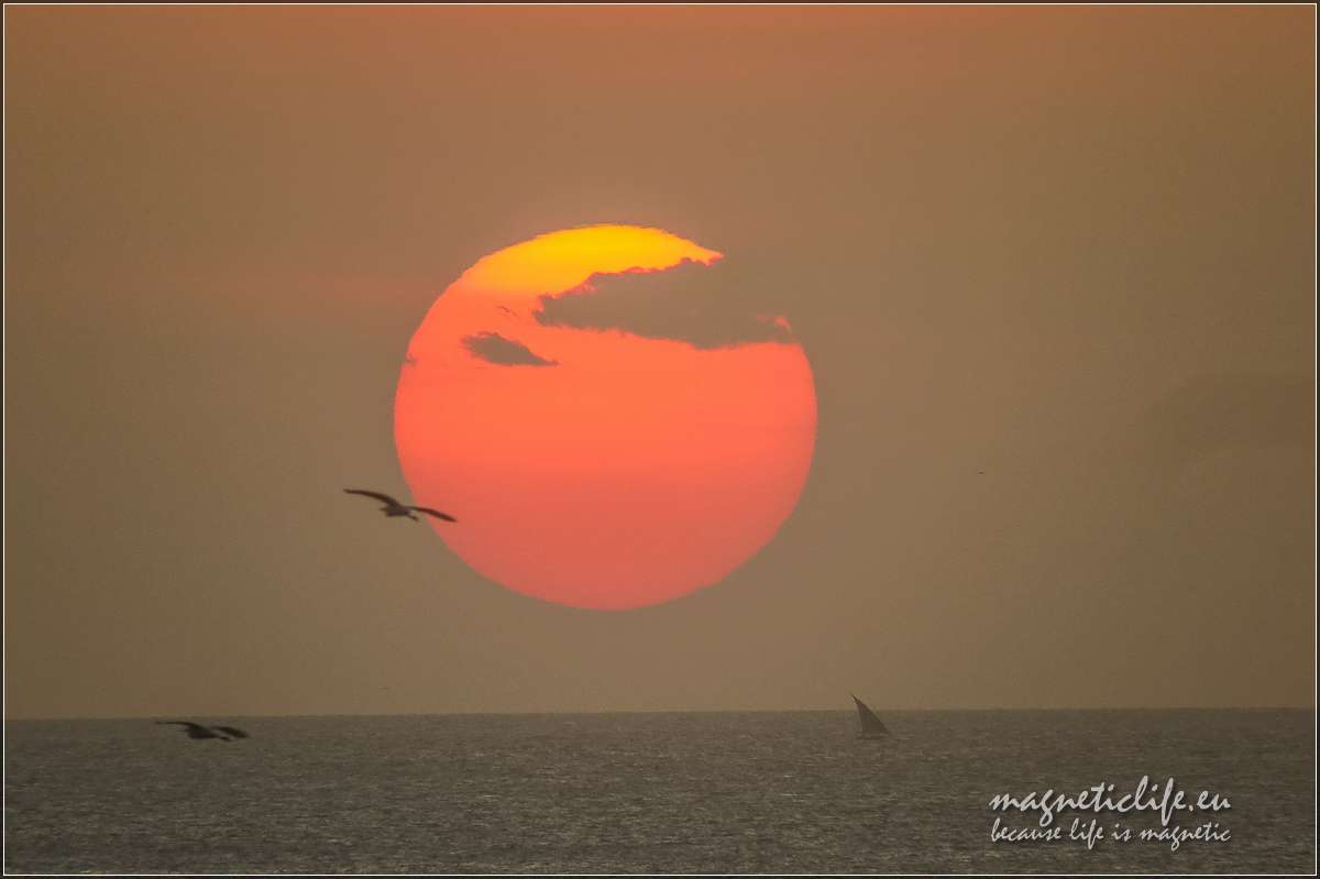 Ptak i zachód słońca