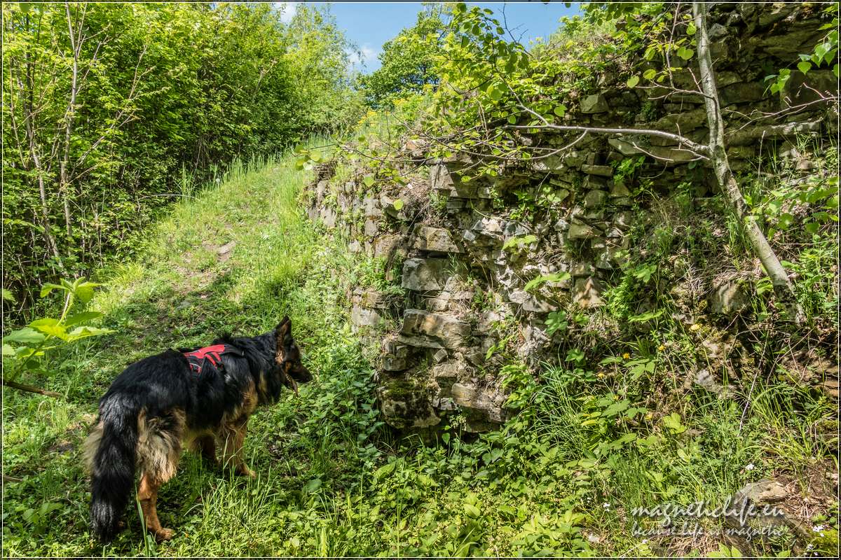 Pies szuka skarbów w resztkach murów obronnych
