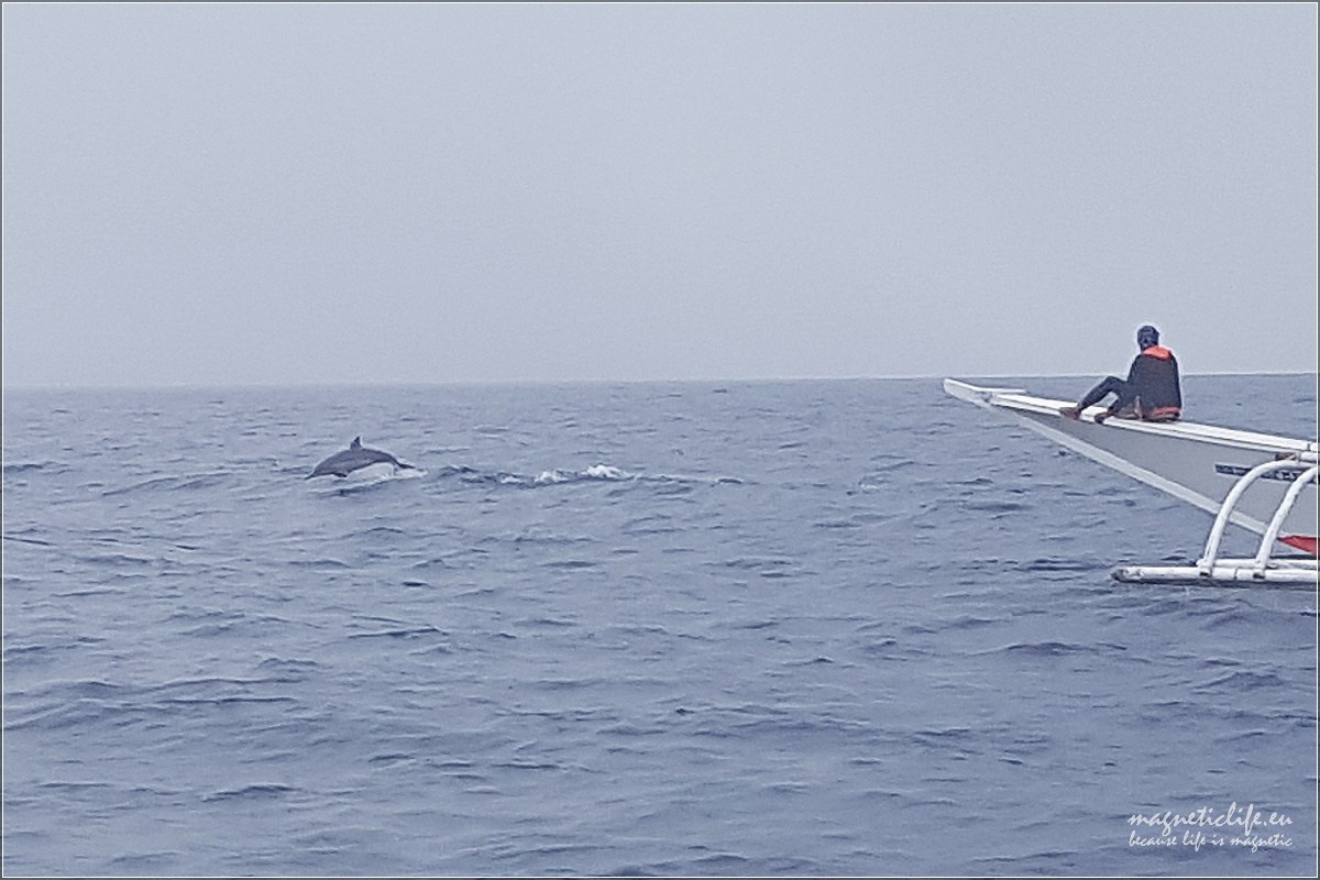 Island Hopping skaczący delfin